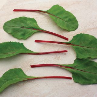 Fire Fresh Swiss Chard Thumbnail